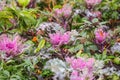 Ornamental cabbage and kale with dewdrops in winter morning.